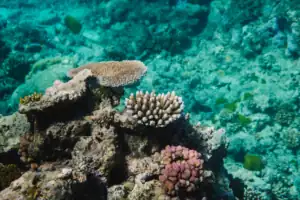 Coral reef underwater with various types of coral, including branching and plate corals, surrounded by clear blue-green water.